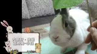 Rabbit~超可愛！看過兔子生氣嗎？