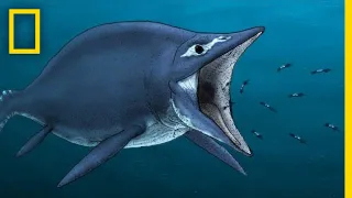 Ichthyosaurs 101 | National Geographic