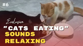 ASMR The Sound Of Cats Eating Is Calming And Relaxing #6