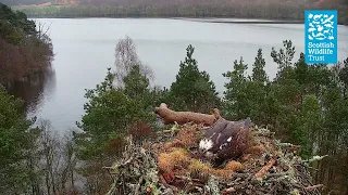 NC0 lays her first egg! (Loch of the Lowes Osprey Webcam 2022)