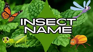 Learn Insect Names for Kids in English | 🐞🐜Names of insects | Insect name with Picture | Bug Names