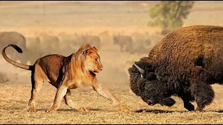 ¡Este León Se Metió Con El Toro Equivocado!