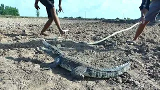 Terrifying! Rescue The Crocodile  From JCB Excavator Trucks Near My Village