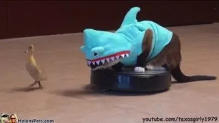 Cat In A Shark Costume Chases A Duck While Riding A Roomba #CatOnRoomba
