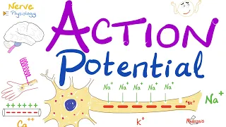 Action Potential | Most COMPREHENSIVE Explanation |  Nerve Physiology