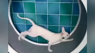 Колесо для кошек 🐈