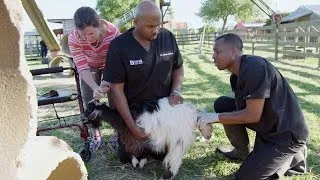 A Goat in Labor Sends Ross and Blue into Action