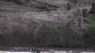 Lions Hunt Monkey in River