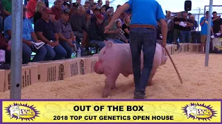 Top Cut Genetics | Out of the Box Chester Boar | 2018