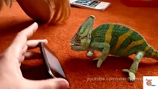 Chameleon was frightened by iphone (what did he saw?) Animal Video