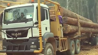 Работа заготовка леса в Канаде