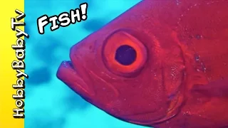 REAL SURPRISE FISH! Learn Colors with Fishy's Puzzle + Fun with HobbyKids of HobbyBabyTV