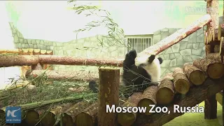 Russians eager to meet giant pandas from China
