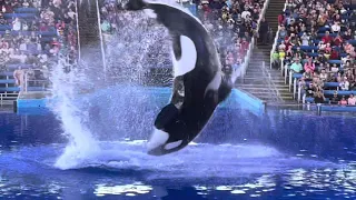 SeaWorld San Antonio 2024 - Orca Show Part 1