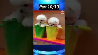 Tik Tok Chó Phốc Sóc Mini 😍 Funny and Cute Pomeranian  Part 10 #shorts
