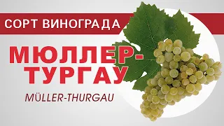 Сорт винограда Мюллер-тургау