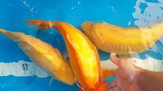 Konishi Koi Farm Super Jumbo Karashigoi Growth Update 7/26/2020