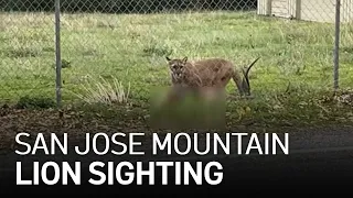 Mountain Lion, Cubs Spotted Along South San Jose Road