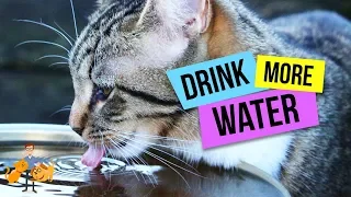 How To Get Your Cat to Drink More Water: top 10 strategies