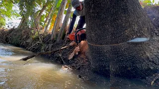 Excellent !! felling of four trees lined up on the edge of the river.