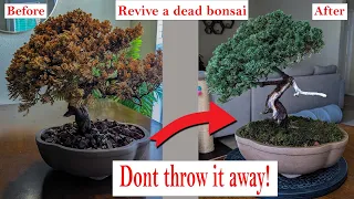 How to restore a dead bonsai/Juniper- Make it look alive again!