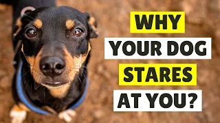 The Real Reason Dogs STARES at You is SURPRISING