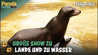 Seelöwen Star Conny liefert eine Show ab und eine zickige Ziege im Zoo | Panda, Gorilla & Co.