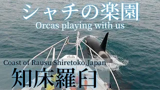 【シャチの楽園】ある日の知床羅臼ホエールウォッチングクルーズ　Orcas playing with us