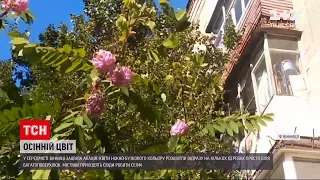 Новини України: у Вінниці зацвіла акація, але цвітіння вже пошкодив приморозок