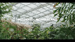 Butterfly Wonderland | Uniquely Scottsdale