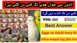 Budgies Lifecycle: Australian parrots life Duration from Eggs to Adult in Urdu by |ARHAM|., VDO. 123