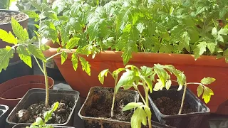 I always feed this tomato seedlings before picking! The yield increases significantly