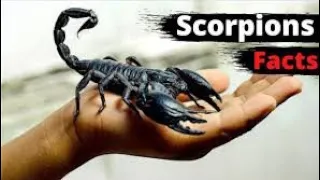 scorpion facts in hindi / scorpion facts / amazing facts in hindi / #shorts #facts #scorpion