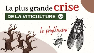 La crise du phylloxéra : l'insecte qui a ravagé les vignes au 19ème siècle | Histoire du vin #1
