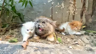 Angry Mother cat protects her Kittens and doesn't let anyone approach them