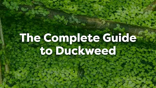 The Complete Guide to Duckweed in Ponds (Removal, Prevention & More)