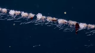 Up-Close With a Siphonophore, a Colonial Organism | Nautilus Live