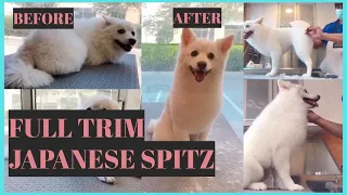 Full Grooming Haircut - Japanese Spitz  |  Bunny TV