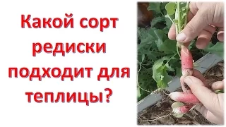 Какой сорт редиски подходит для теплицы. Как выращивать лук и редис в теплице. Выращивание редиса.