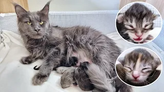 Cat Giving Birth for Over 27 Hours - Emotional Birth of 4 Kittens