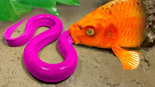 Stop Motion Cooking ASMR - Rainbow Catfish, Colorful Eel Animation Funny Video