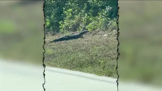 Large monitor lizard caught on camera in