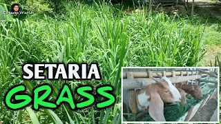 PLANTING SETARIA GRASS - Pagkain ng kambing, Rabbits at iba pang Livestocks | Entongs World