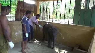 Injured baby elephant rescued by wildlife officers!