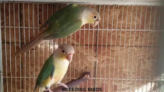 Green Cheeks Conure breeding season pair