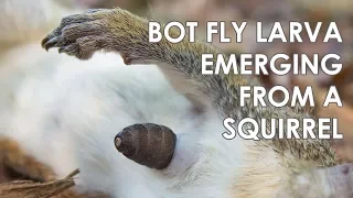 Bot Fly (Cuterebra) Larva Emerging From a Squirrel