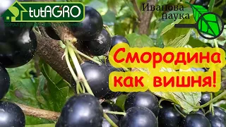 ПОСЛЕ УБОРКИ СМОРОДИНЫ сделайте такую подкормку. Подкормка всех ягодников: земляники, малины и др.