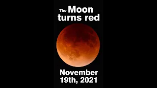 See the lunar eclipse November 19th, 2021! #shorts