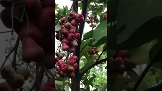 Awesome Red Water Apple Plant JK Nursery 9894256188