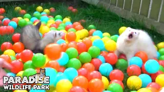 Animals playing in a BALL PIT! - Paradise Wildlife Park